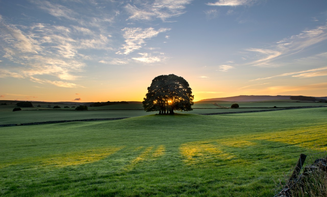 Sunrise and morning light behind a copse of trees in farmland