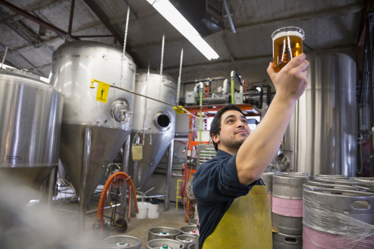 Brewery worker examining beer in beaker