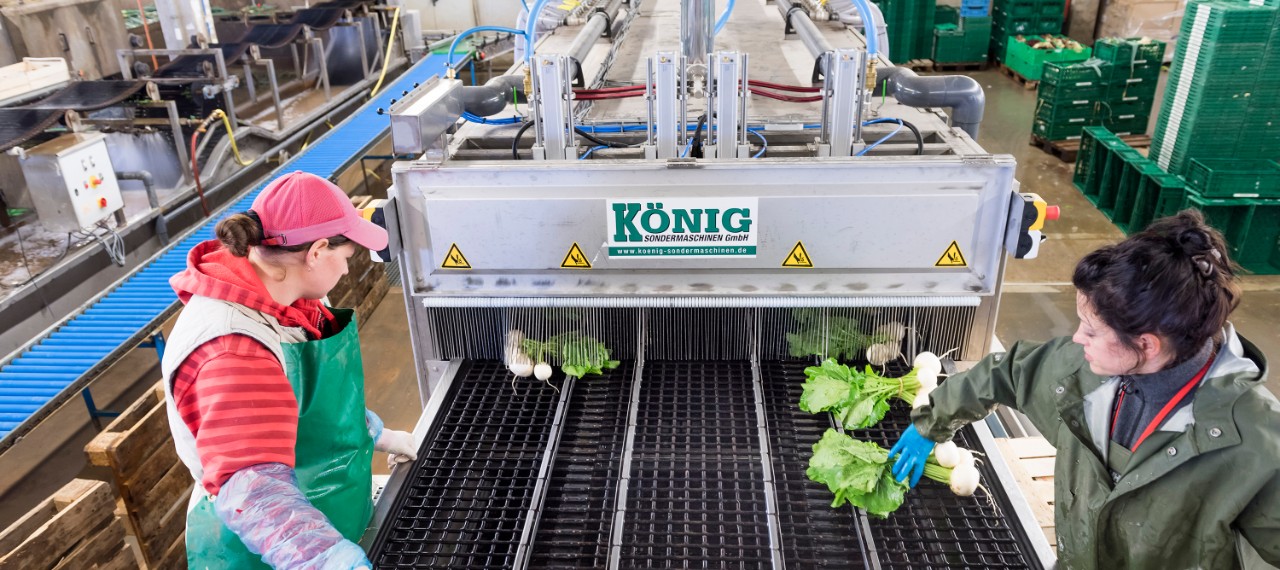 eaton-koenig-sondermaschinen-harvesting-and-vegetable-preparation-machine