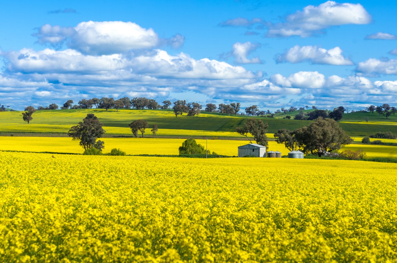 Late of September every years in season for canola blooming in Australia.