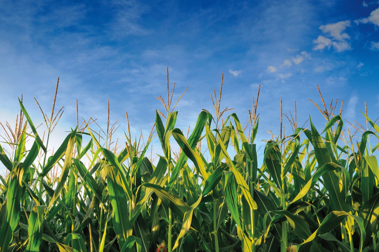 USA, Oregon, Marion County, Corn field