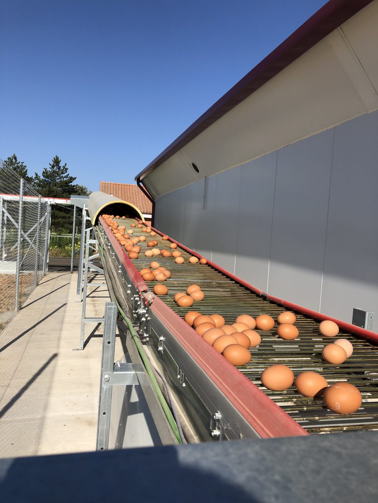 eaton-CSS-Hellbernd-eggs-outside.jpg
